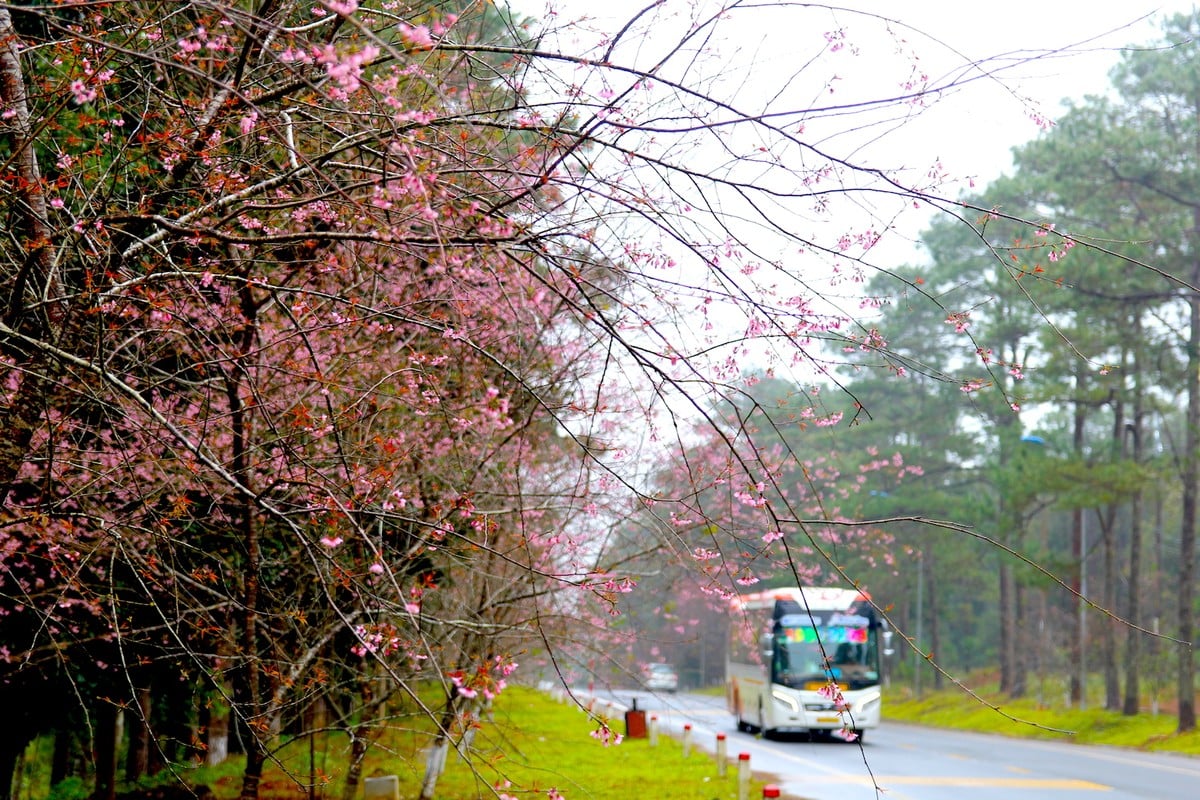 Admiring cherry blossoms 'dying' the whole town of Mang Den in pink photo 1