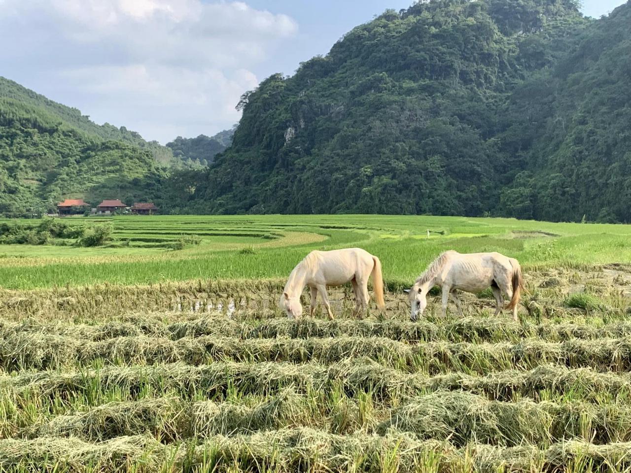 Dong Lam Grassland