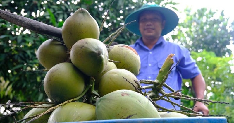 เพิ่มมูลค่าส่งออกผลิตภัณฑ์เกษตรของเวียดนาม