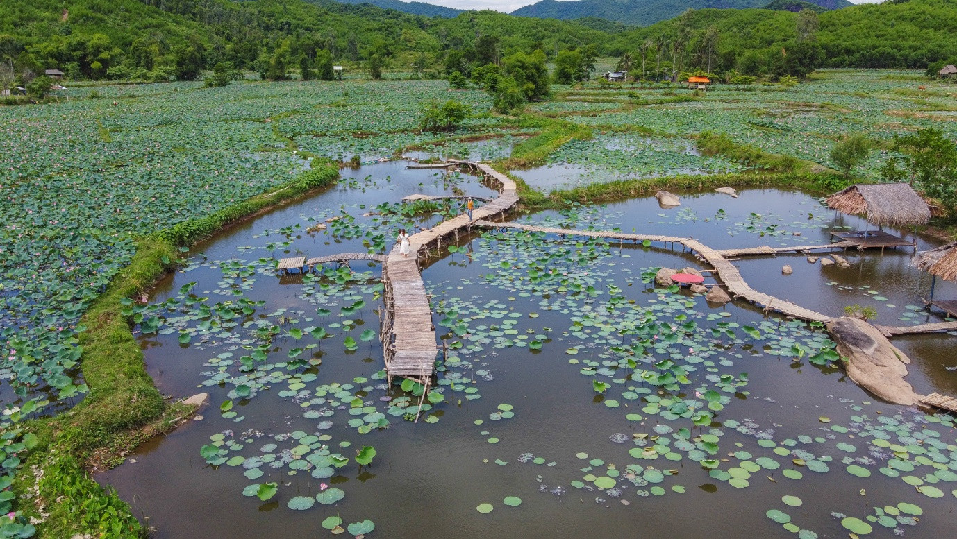 Brilliant lotus season in Tra Ly fields of Quang Nam - 1