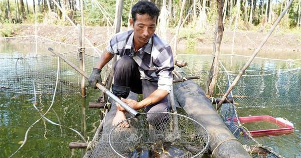 Raising grouper, a specialty fish with delicious meat under the forest canopy in Kien Giang, people compete to buy it