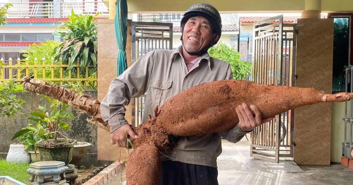 កសិករ Ha Tinh ជីកដំឡូងមី «យក្ស» ប្រវែងជាង ១ម