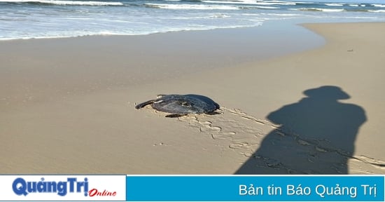 Rescate exitoso de una tortuga