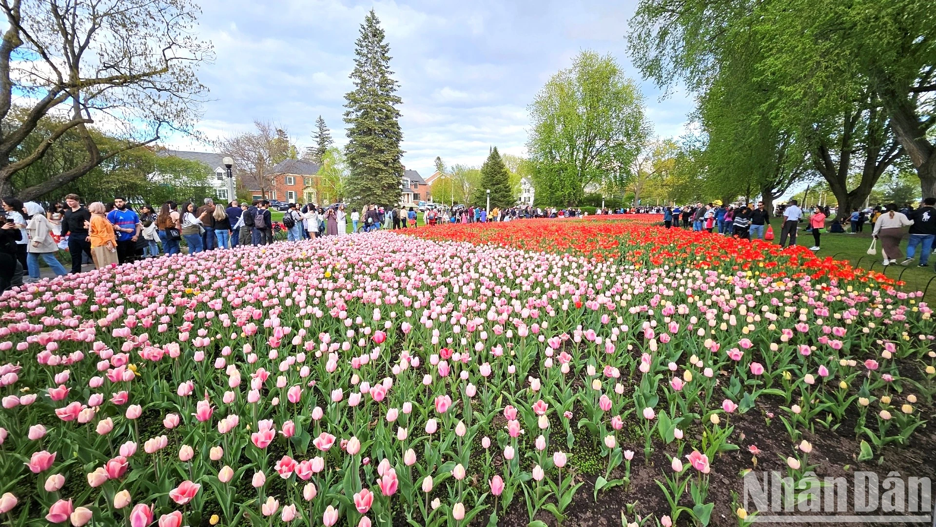 [Ảnh] Mãn nhãn với rừng hoa tulip khoe sắc rực rỡ ở thủ đô Ottawa, Canada ảnh 7