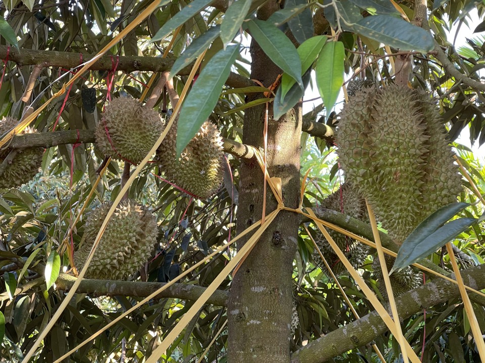 Durian begins to bear fruit in the fifth year.