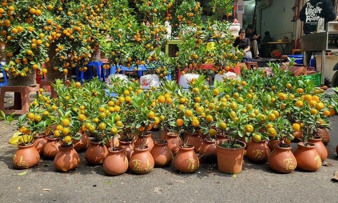 Los mini árboles de kumquat cuestan entre 100.000 y 120.000 VND, incluidas las macetas, y se venden ampliamente en el mercado de flores de Hang Luoc. Foto: Anh Tu