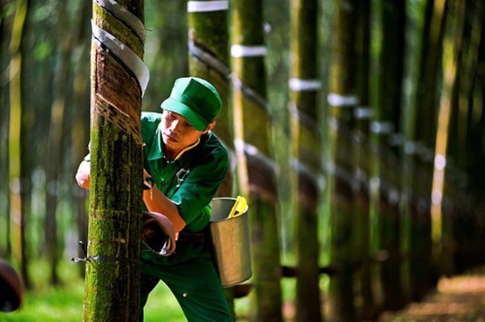 Des ouvriers collectent du latex de caoutchouc. Photo : GVR.