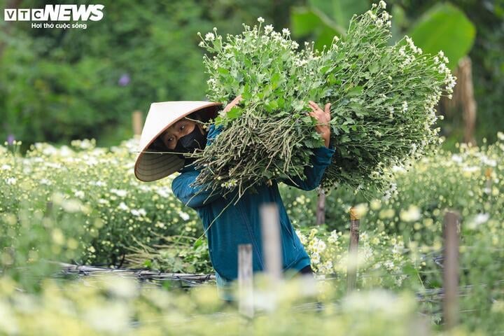 Do đặc tính của loài hoa này là nở nhanh và chỉ kéo dài từ 2 - 3 tuần nên vườn nhà chị Hải thu hoạch nhanh và tiêu thụ cũng rất chóng vánh.