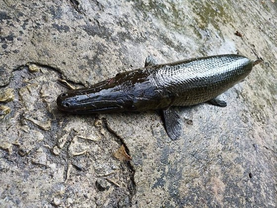 Six jeunes hommes empoisonnés après avoir mangé des œufs de crocodile-roquette (photo 2)