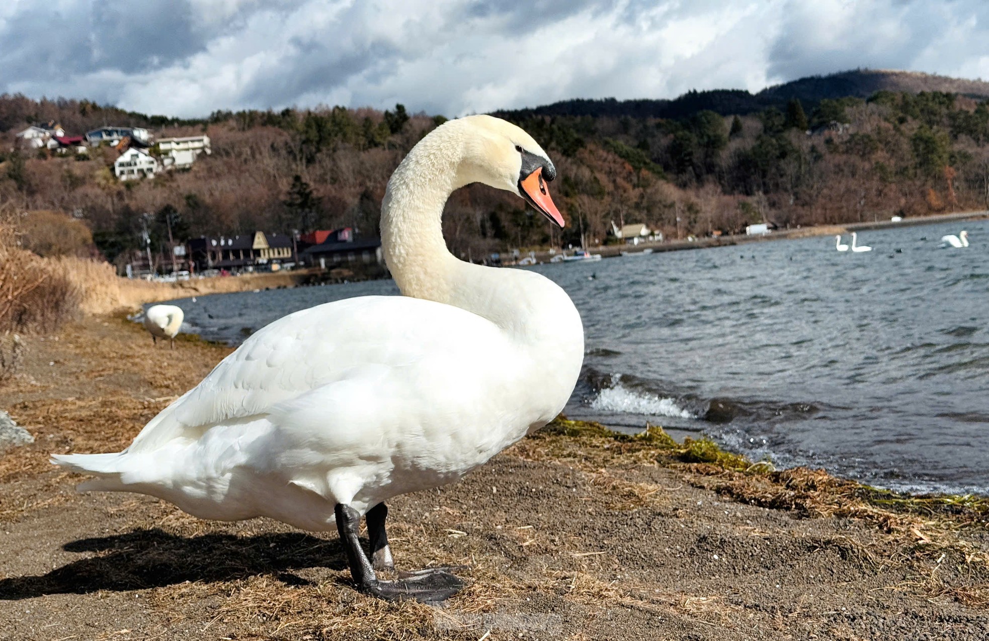 Admirez le paysage du lac des cygnes au pied du mont Fuji photo 7