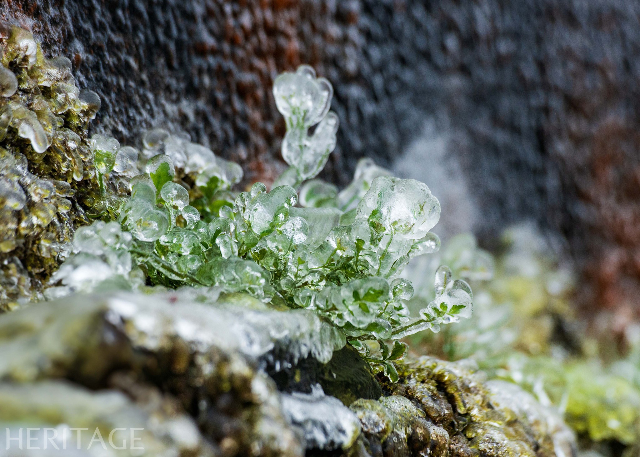 Fleur de glace Phia Oac