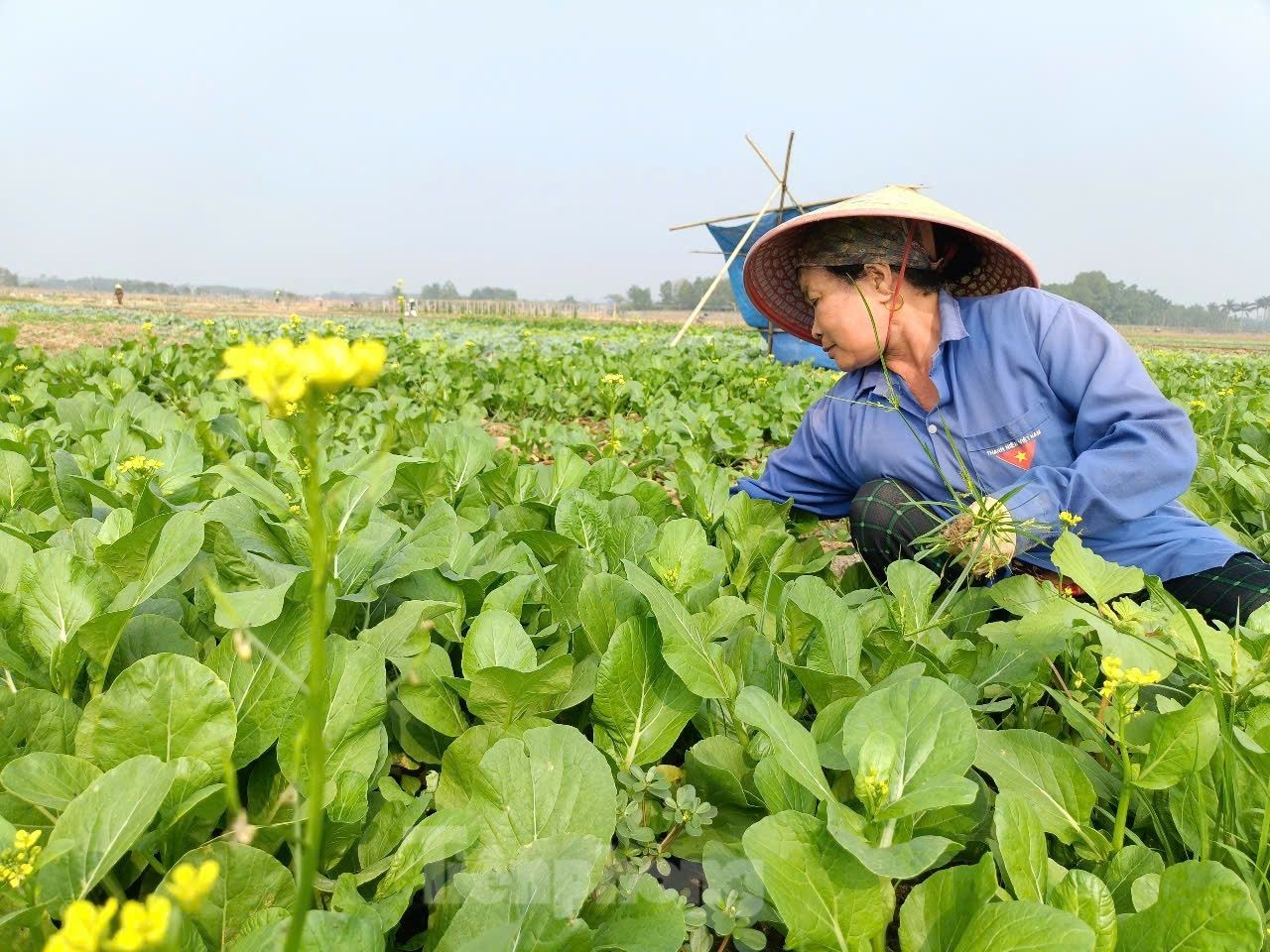 Vựa rau lớn nhất Yên Bái hồi sinh sau bão lũ ảnh 15