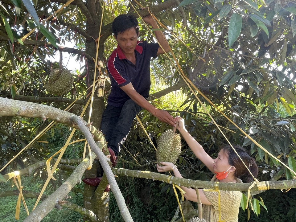 Mr. Ho Nguyen Duy Tan's family harvests Monthong durian.