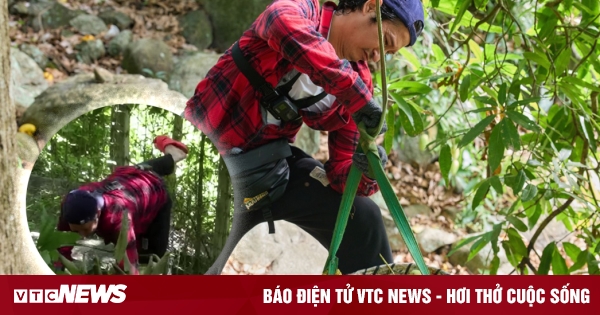 El actor Huy Khanh resbaló y cayó mientras recogía mangos en la montaña para ganarse la vida.