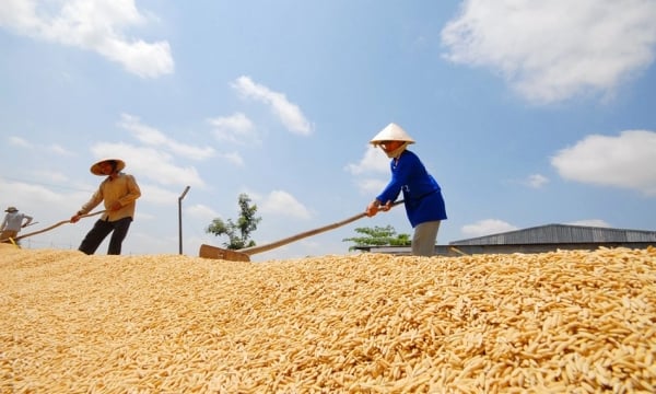 Les prix du riz chutent fortement de 200 à 500 VND/kg, les exportations de riz diminuent légèrement