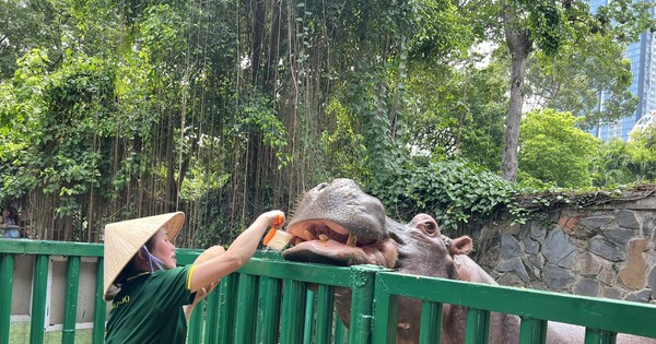 Bei ihrem Besuch im Zoo waren die Besucher überrascht, Nilpferde zu sehen ..., denen die Zähne geputzt wurden.