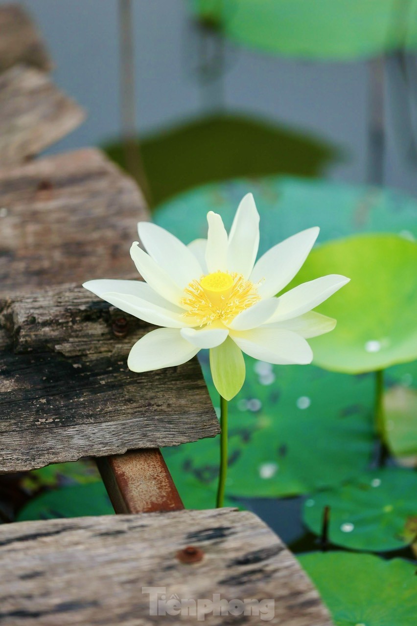 Des jeunes portant l'Ao Dai prennent des photos à côté de fleurs de lotus blanches, photo 5