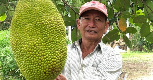 Refusing to be a poor household, an old farmer in the West changed his life thanks to growing Thai jackfruit and longan.