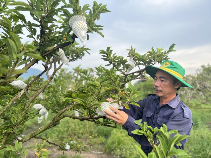 Chuyện ông Mãng nặng nợ trái mãng cầu - Ảnh 2.