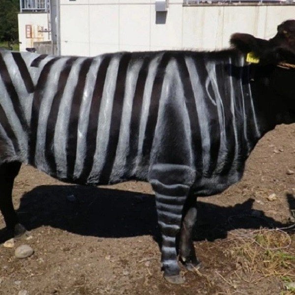 Pourquoi de nombreux agriculteurs japonais peignent-ils leurs vaches en noir et blanc comme des zèbres ?