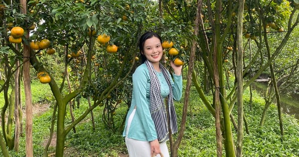 Überwältigt vom fruchtreichen Mandarinengarten eines alten Bauern in Can Tho