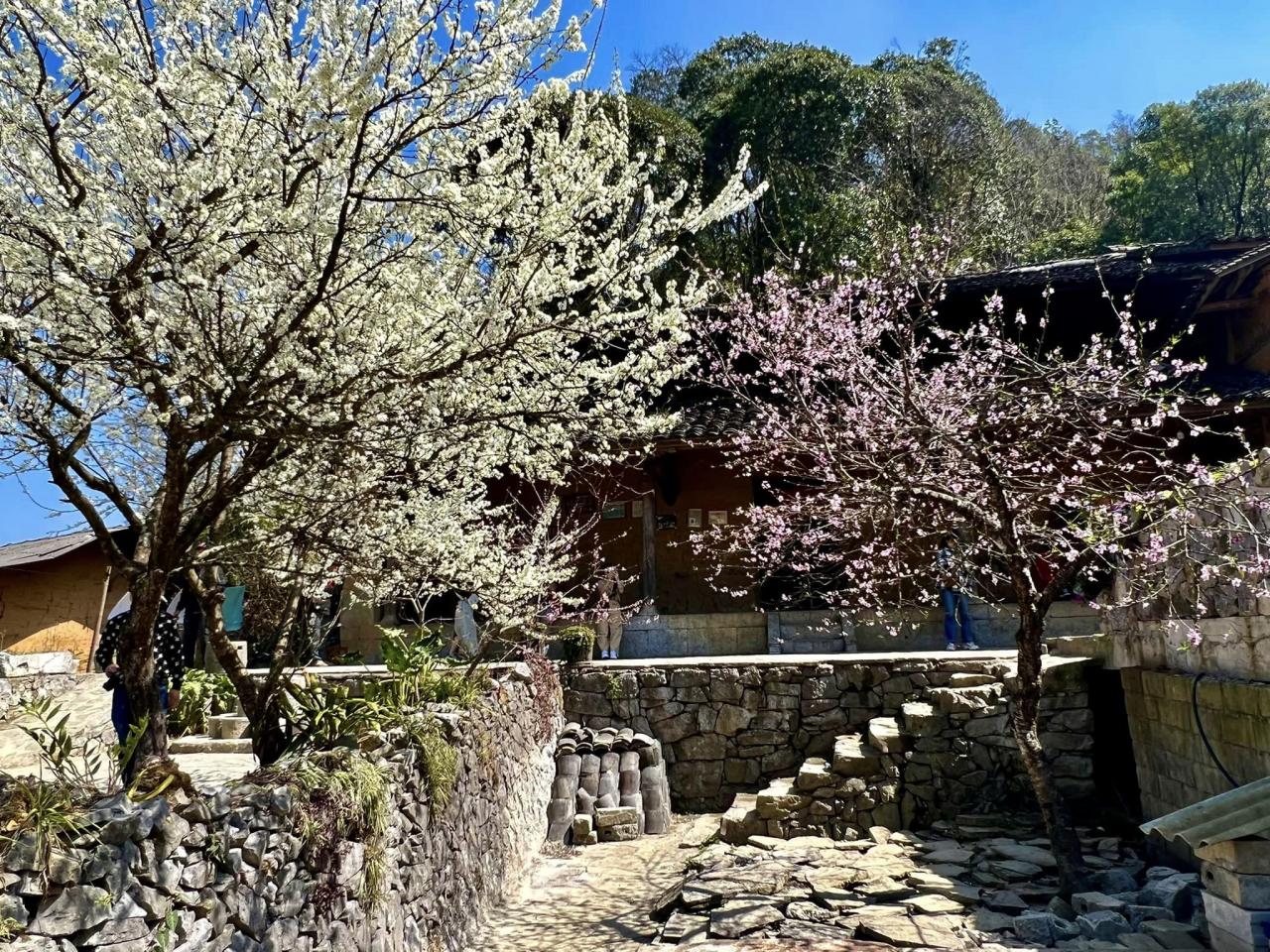 Sung La ist eine Grenzgemeinde in der Provinz Ha Giang. Das Dorf Lao Xa, Heimat des Hmong-Volkes, liegt etwa 6 km vom Gemeindezentrum entfernt. Im Dorf gibt es noch viele Häuser mit Yin-Yang-Ziegeldächern und Drei-Zimmer-Architektur, umgeben von Zäunen und Steinmauern, und in den Höfen stehen Pfirsich- und Pflaumenbäume, die im Frühling sehr romantisch blühen. Jedes traditionelle Haus ist wie ein geschlossener architektonischer Komplex mit vier Richtungen, einem Garten in der Mitte, niedrigen Holztüren und umgeben von Steinmauern. Foto von : Cong Troc