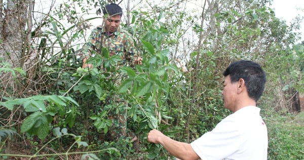 Loại rau dại nhai đắng gắt nay là đặc sản, nay già trẻ đi săn lùng ở Thái Nguyên, đó là rau gì?