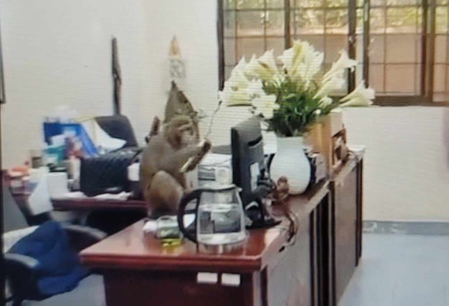 Monos salvajes hacen bromas a funcionarios y residentes en el centro de Hanoi (foto 3)