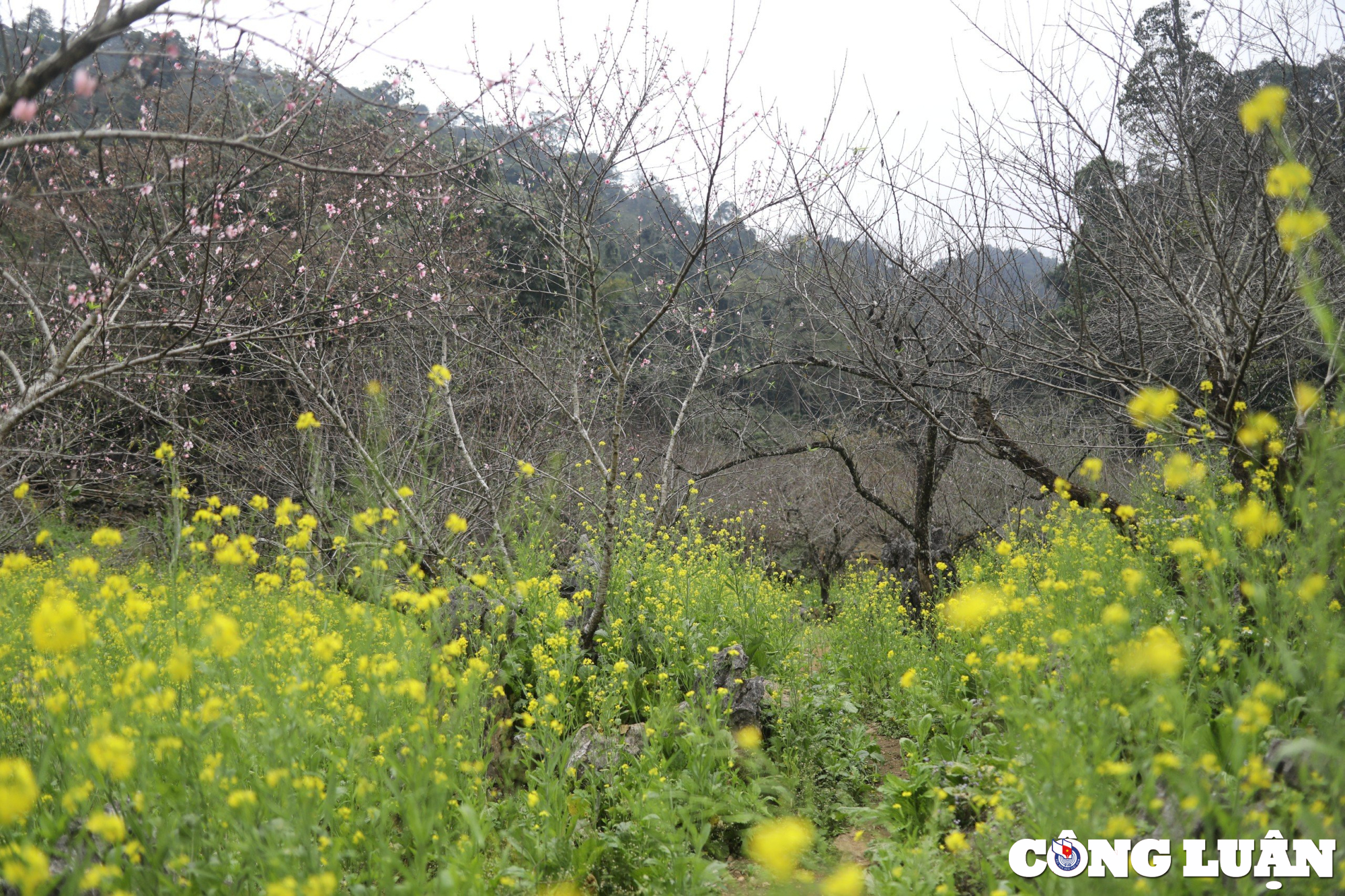 Las flores del valle añaden un toque primaveral a la imagen de un soñador. Foto 12