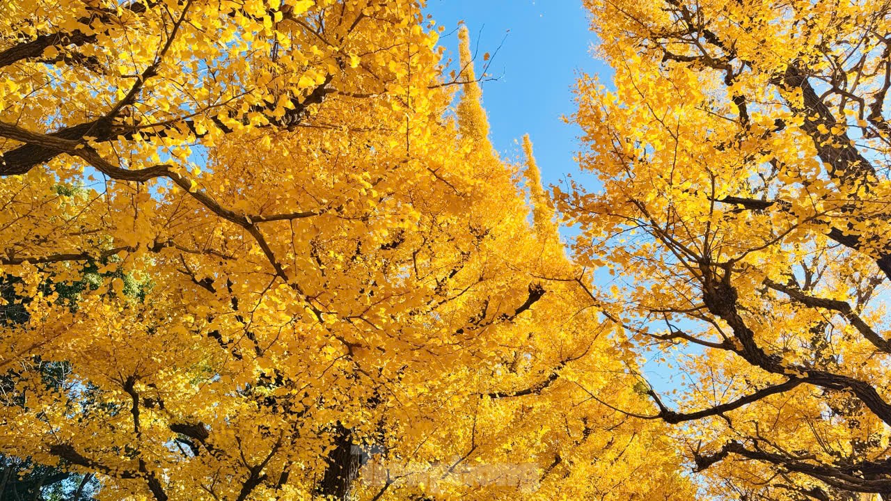 Fasziniert von der Herbstlandschaft mit roten und gelben Blättern in Japan, Foto 32