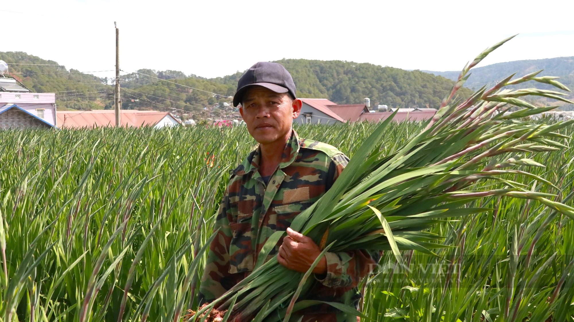 Giá hoa lay ơn giảm 1 nửa so với cùng kỳ, người dân Lâm Đồng chỉ lời 7 triệu đồng/sào- Ảnh 3.