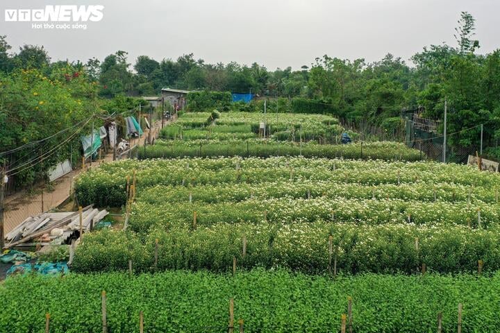 Chị Hải, chủ một vườn hoa cúc họa mi tại làng Nhật Tân (quận Tây Hồ), cho biết do năm nay vườn nhà chị đổ đất lên cao hơn nên phần nào thoát được nước lũ.