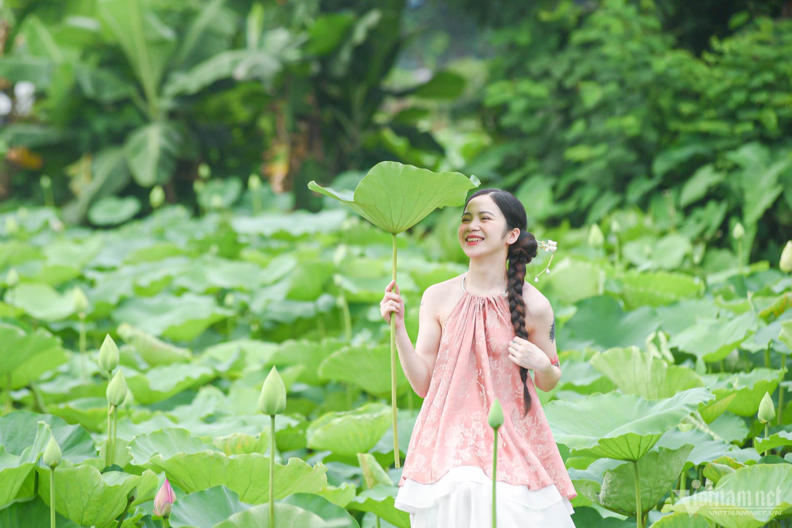 Las flores de loto de Hanoi florecen temprano, la musa está ocupada 'vistiéndose' para posar para el check-in