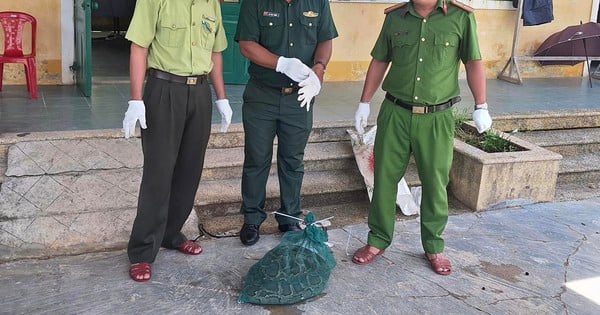 Après avoir attrapé accidentellement un python réticulé répertorié dans le Livre rouge, un agriculteur de TT-Hue a immédiatement agi ainsi.