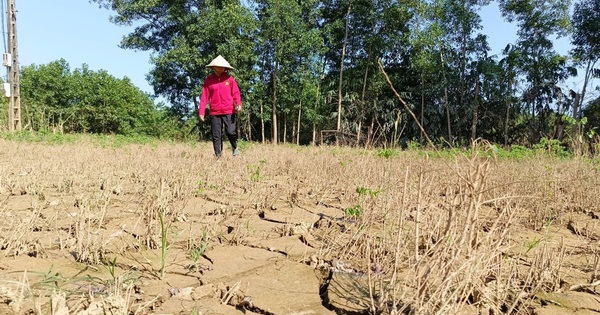 Bộ NNPTNT cử cán bộ đến từng hộ dân, cơ sở để hướng dẫn khôi phục sản xuất nông nghiệp