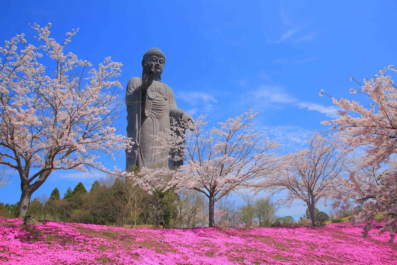 1. Hoa Shiba zakura ở Ushiku Daibutsu