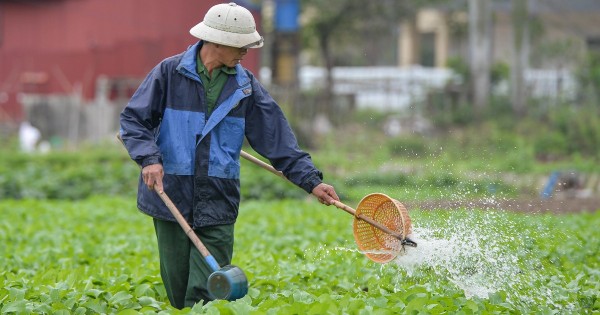 Eiskalt arbeiten die Bauern in Hanoi immer noch hart auf den Feldern