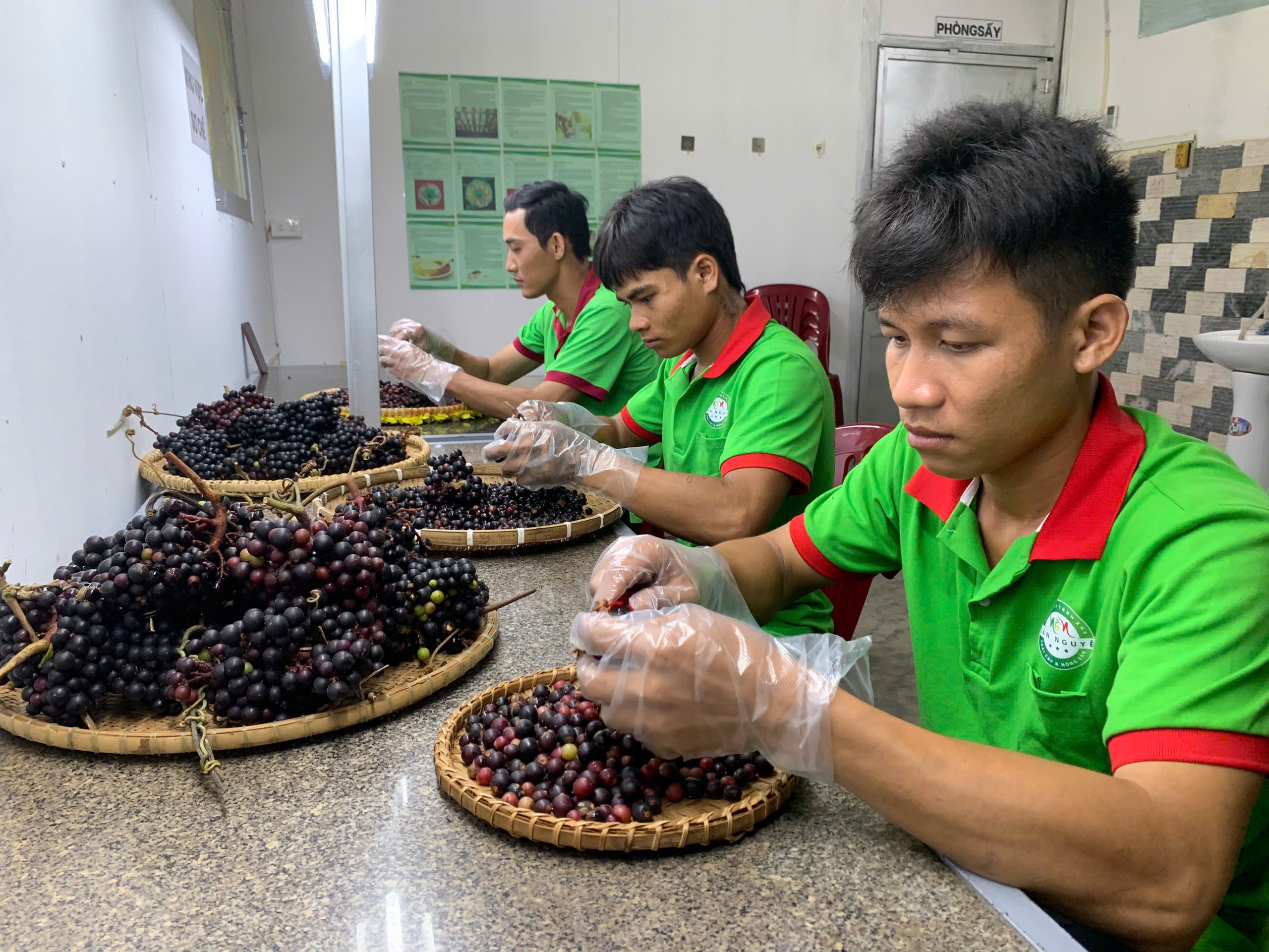 Đưa một loại quả có màu rất đẹp, trái chi chít ở Khánh Vĩnh lên men, khách hàng nhìn phải mê - Ảnh 2.