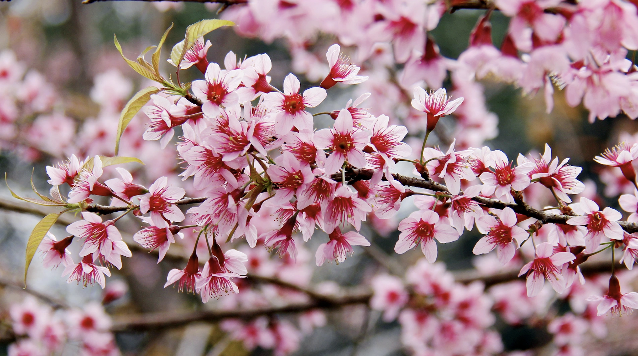 マンデンの町全体をピンク色に染める桜を鑑賞