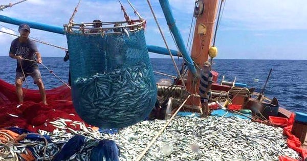 70.000 toneladas de pescado, camarones y calamares es la captura de los pescadores de Quang Binh en los primeros 9 meses de 2024