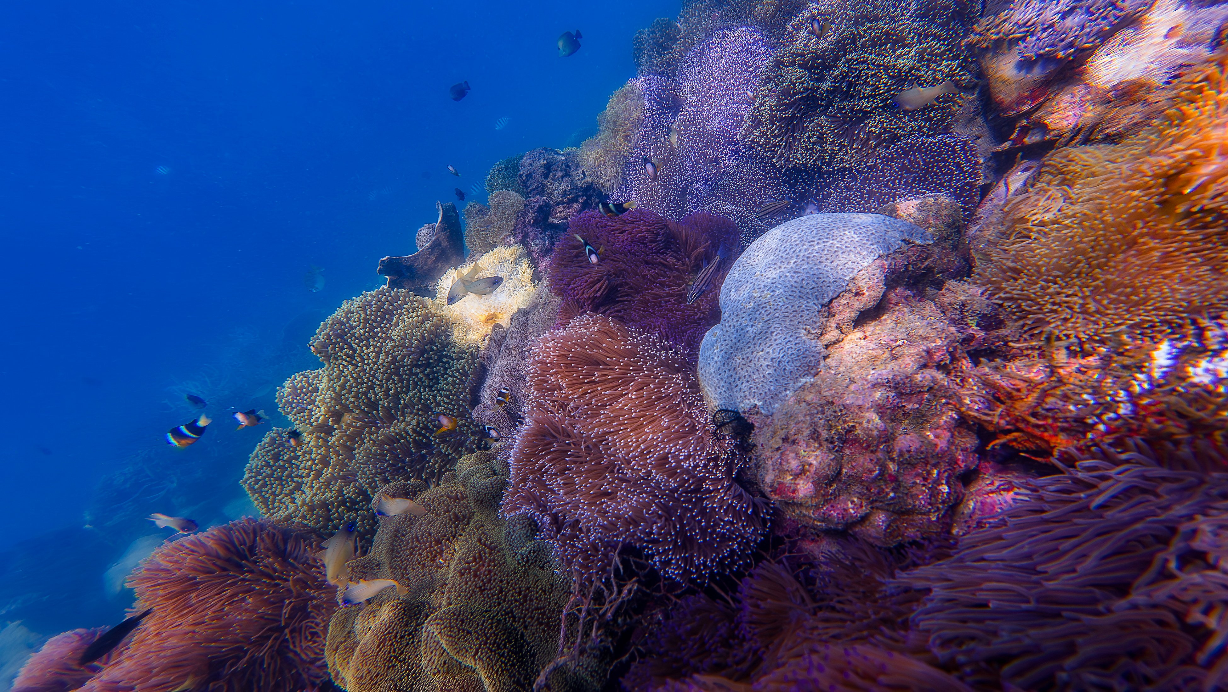 Coral diving - explore the bottom of Nha Trang bay