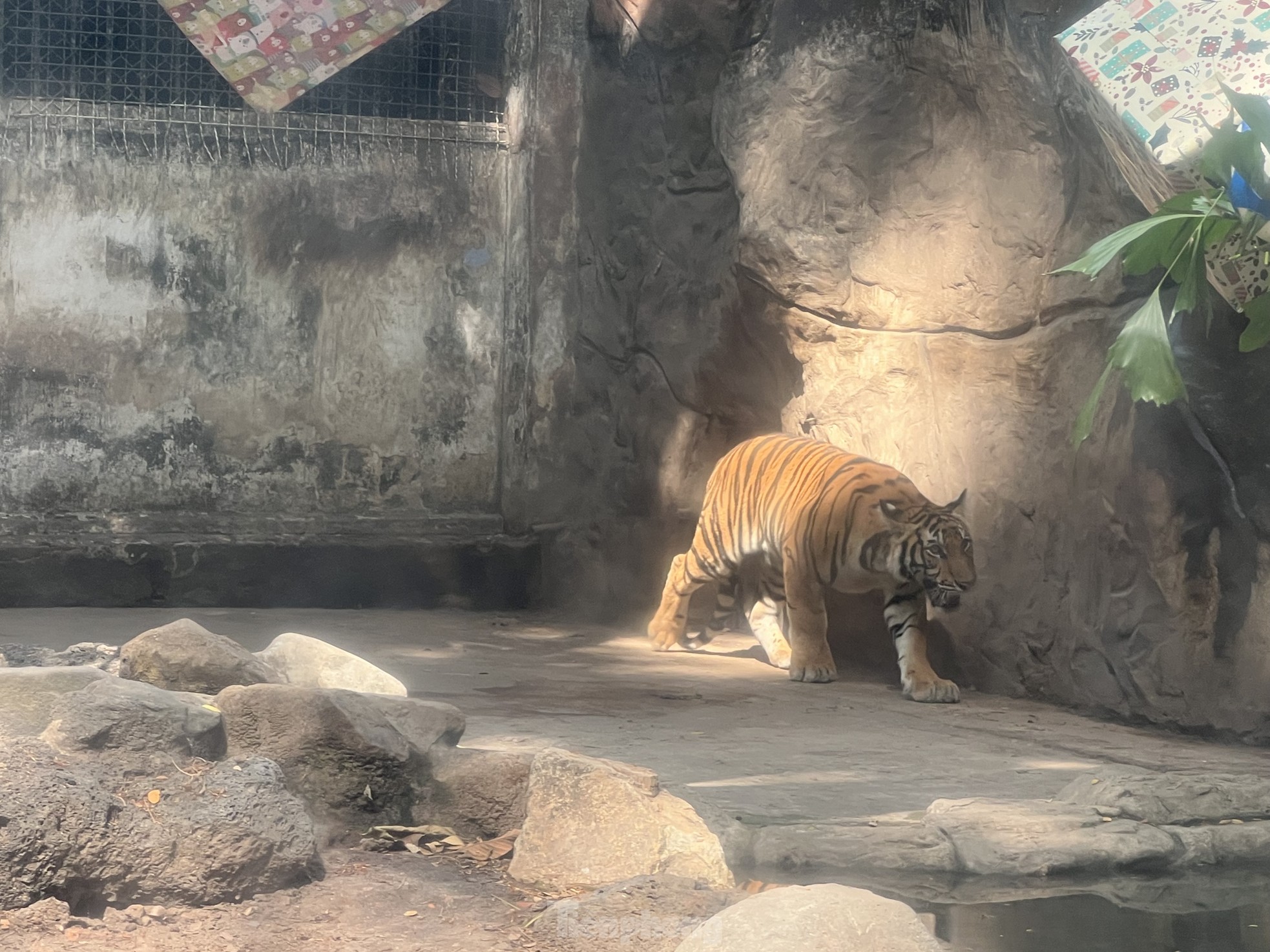 Los turistas disfrutan de la celebración del primer cumpleaños de dos cachorros de tigre llamados Binh y Duong foto 5