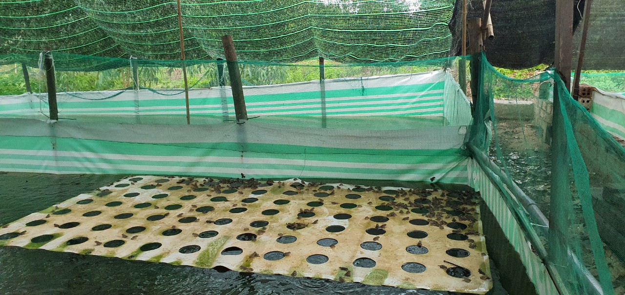 Một nông dân ở Khánh Hòa nuôi con đặc sản 