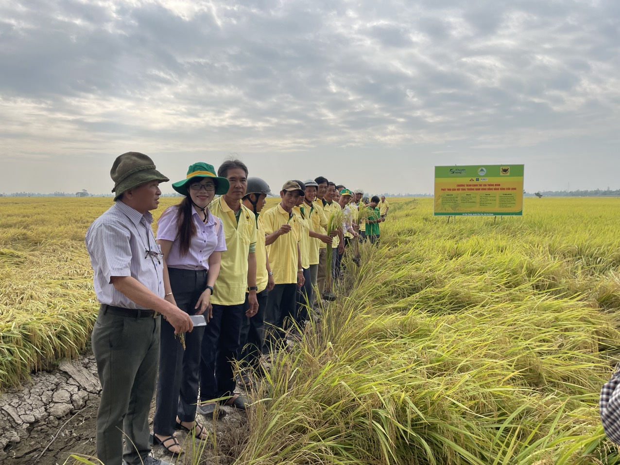 Trên cánh đồng ở An Giang, một bên lúa tốt bời bời, một bên ngã rạp, nông dân thích thú đến xem- Ảnh 3.