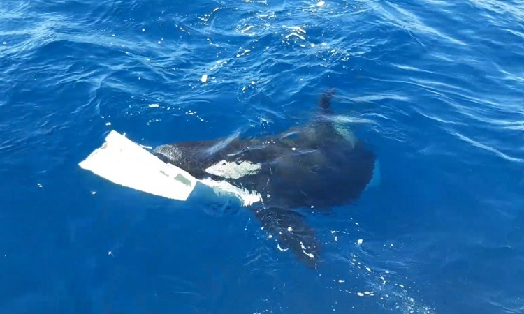 Una orca toma el timón tras atacar un yate