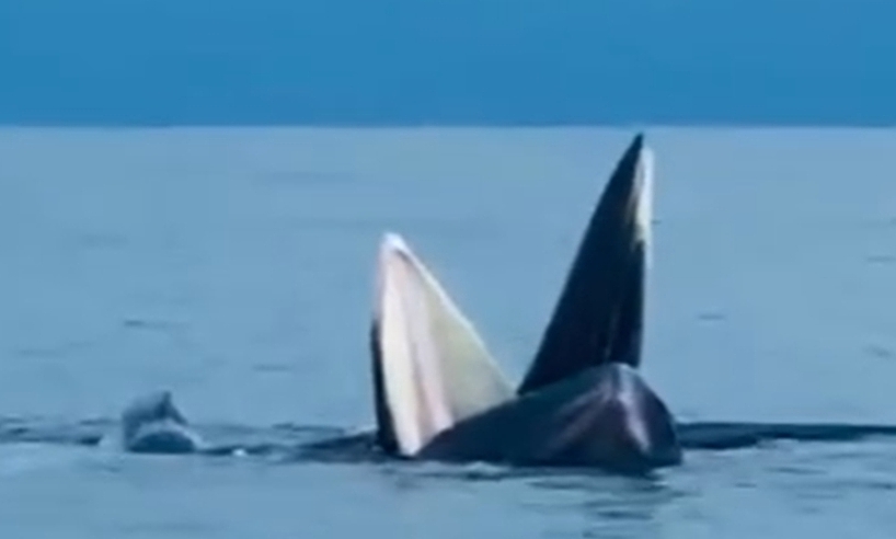 Whales appear in Co To sea