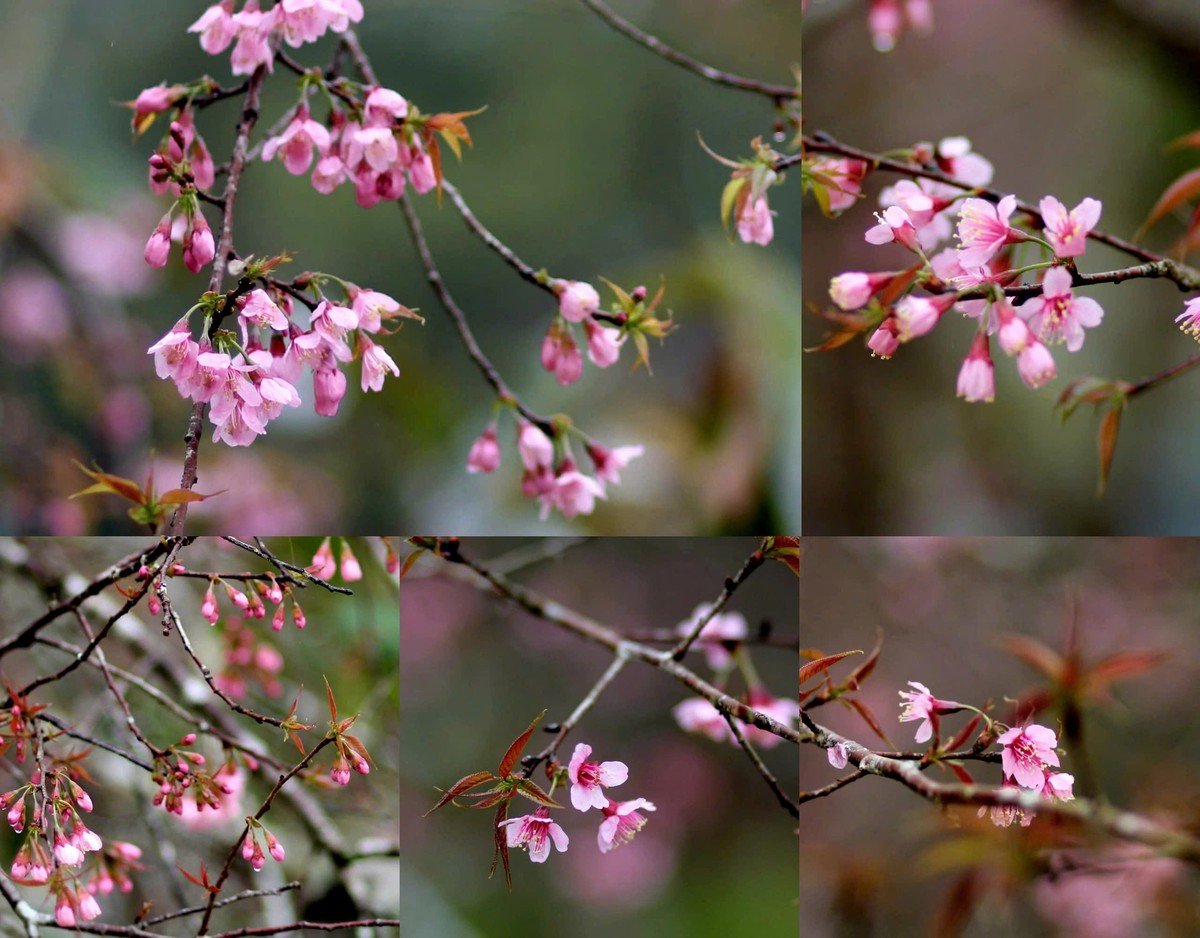 Admiring cherry blossoms 'dying' the whole town of Mang Den in pink photo 5