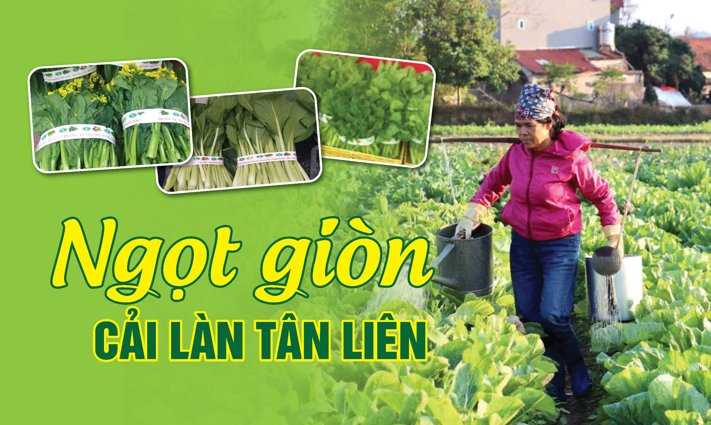 Brokoli Cina yang manis dan renyah dari Tan Lien - Foto 1