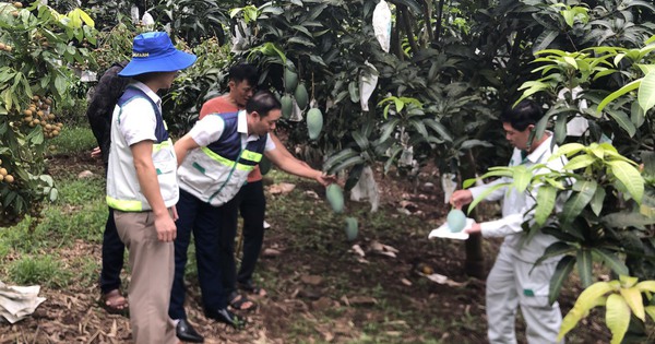 Growing mango varieties as big as water bottles to sell to the US and China, a cooperative in Son La earns billions of dong each year.