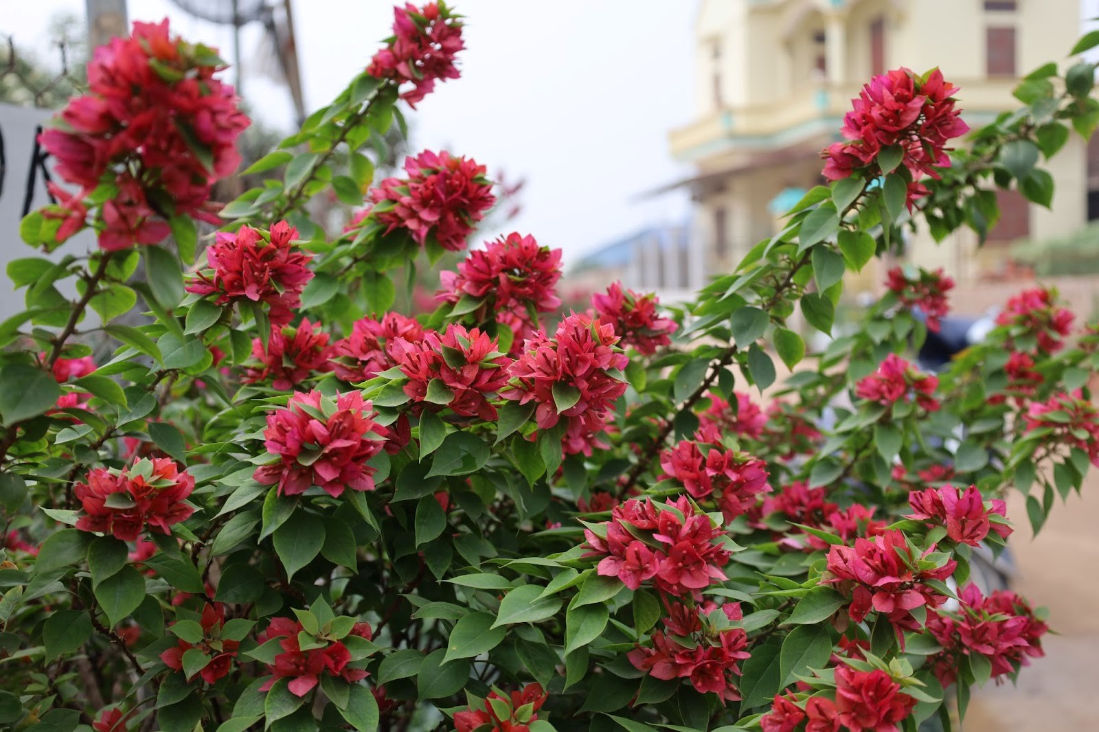 Los famosos pueblos de flores del norte están muy concurridos durante la temporada del Tet